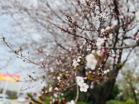 ΢��ͼƬ_20241223142429