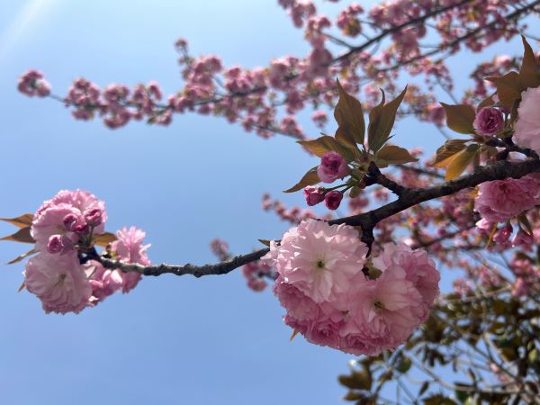 ΢��ͼƬ_20250411110615